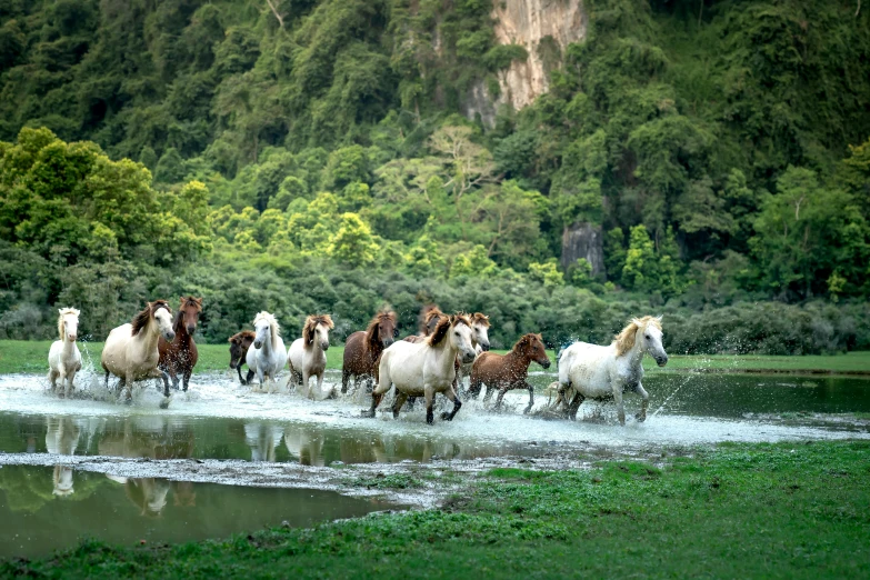 a herd of horses running across a river, pexels contest winner, sumatraism, fan favorite, lush oasis, jin shan, al fresco