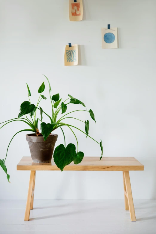 a potted plant sitting on top of a wooden table, by Penelope Beaton, minimalism, bench, lush greens, bright studio setting, product display