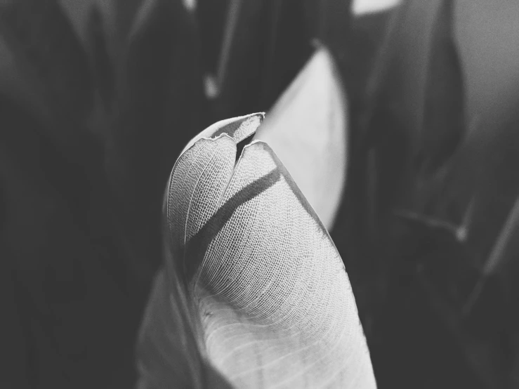 a black and white photo of a person with a cast on their leg, by Daniel Lieske, hurufiyya, folds of fabric, sharp tip, cracked, white petal