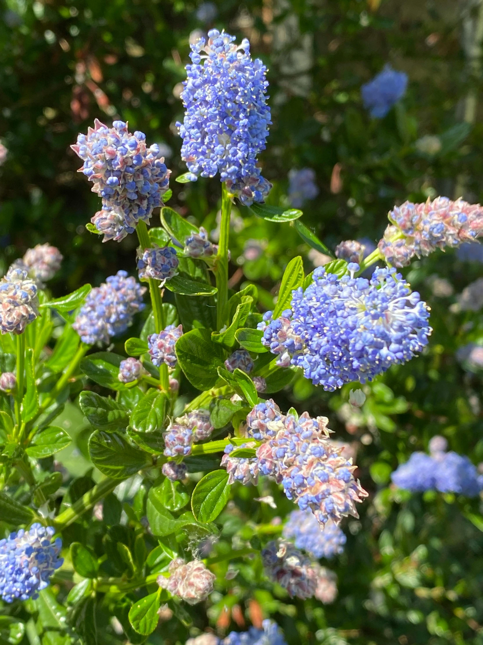 a close up of a plant with blue flowers, like a catalog photograph, mint, various sizes, no cropping