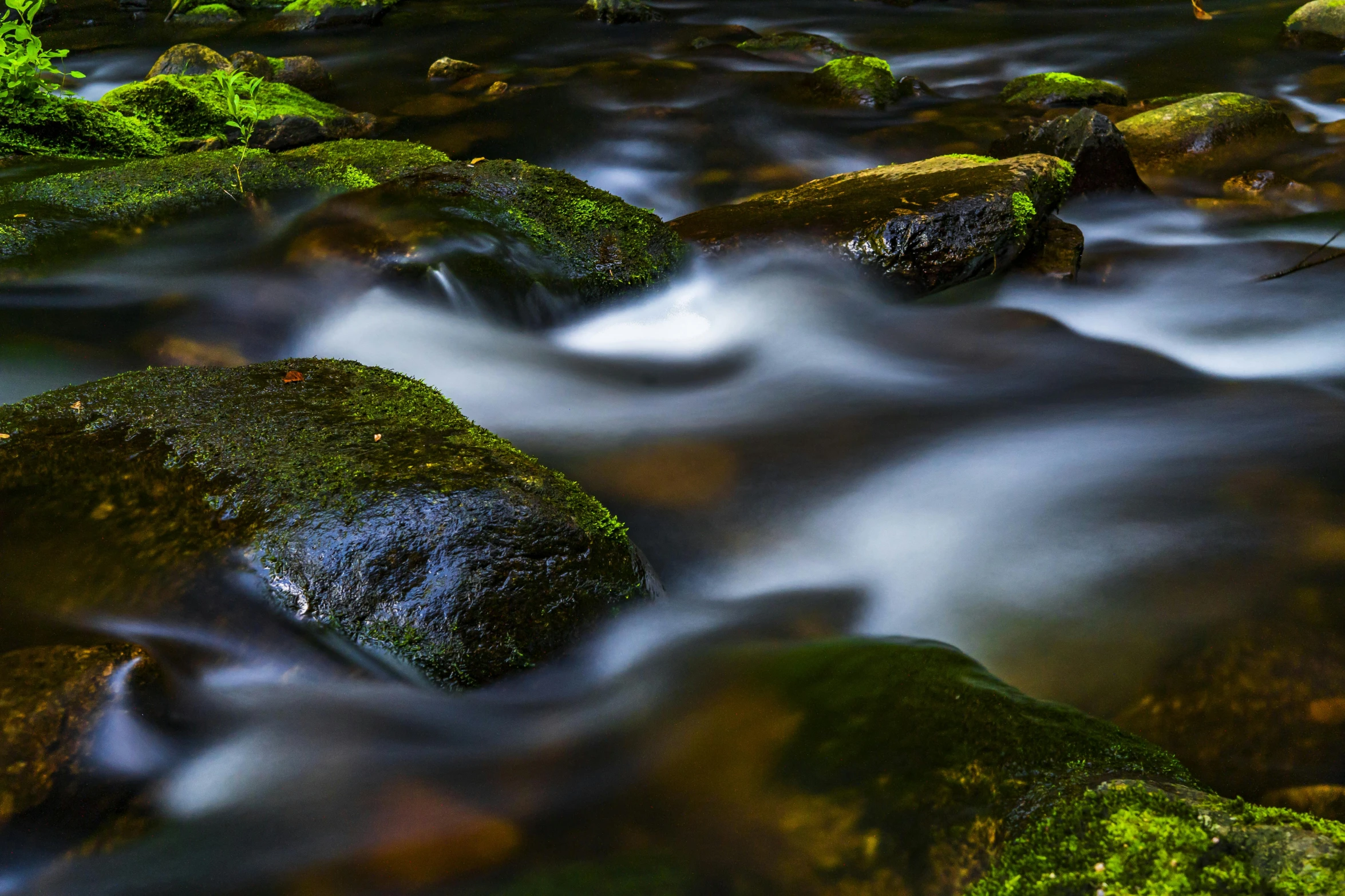 a stream running through a lush green forest, by Daniel Seghers, pexels contest winner, floating rocks, medium format. soft light, black-water-background, color ( sony a 7 r iv