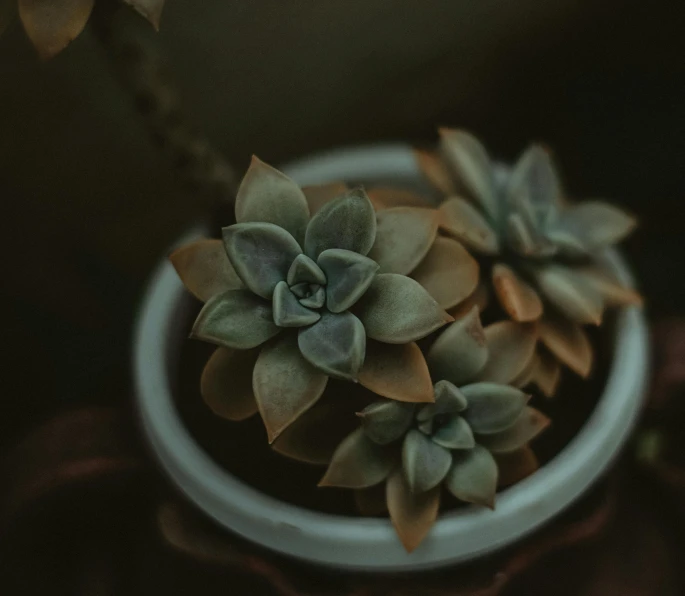 a close up of a plant in a pot, inspired by Elsa Bleda, pexels contest winner, vintage muted colors, grey, low iso, flower buds