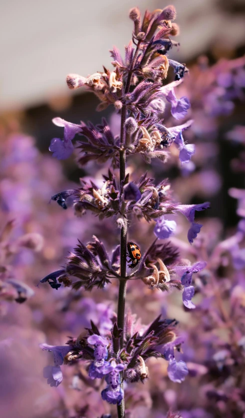 a close up of a plant with purple flowers, taken with sony a7r camera, bee, multi - coloured, salvia droid