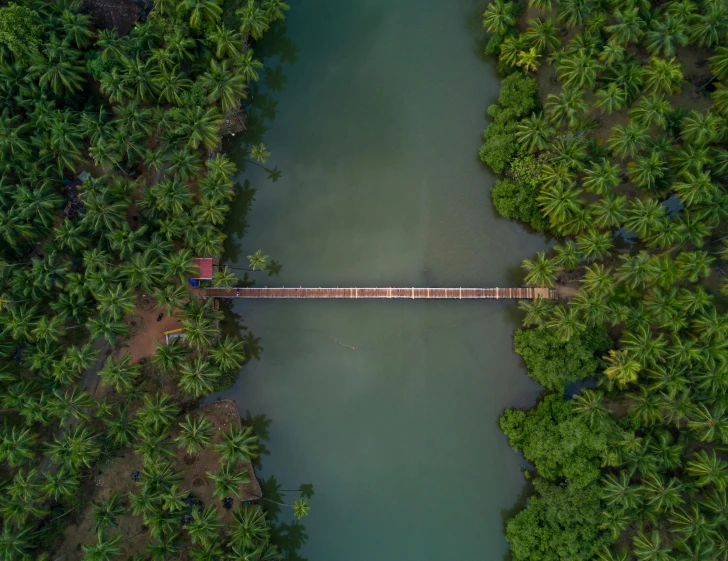 a bridge over a body of water surrounded by palm trees, by Max Dauthendey, pexels contest winner, top - down photograph, kerala village, forest setting, full frame image