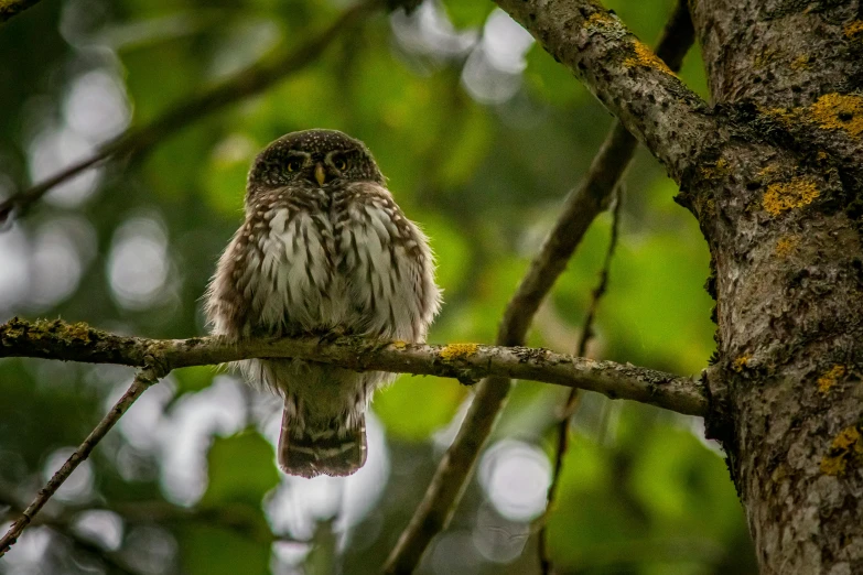 a small owl sitting on top of a tree branch, by John Gibson, pexels contest winner, fan favorite, majestic forest grove, soaking wet, fishing