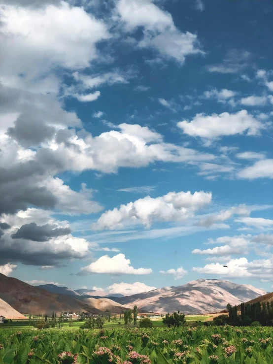 a field of green plants with mountains in the background, by Muggur, trending on unsplash, hurufiyya, blue sky with dramatic clouds, idaho, panorama view of the sky, conde nast traveler photo