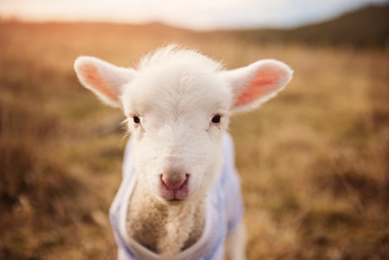 a close up of a sheep wearing a sweater, trending on unsplash, little bo peep, beatifully lit, australian, youtube thumbnail