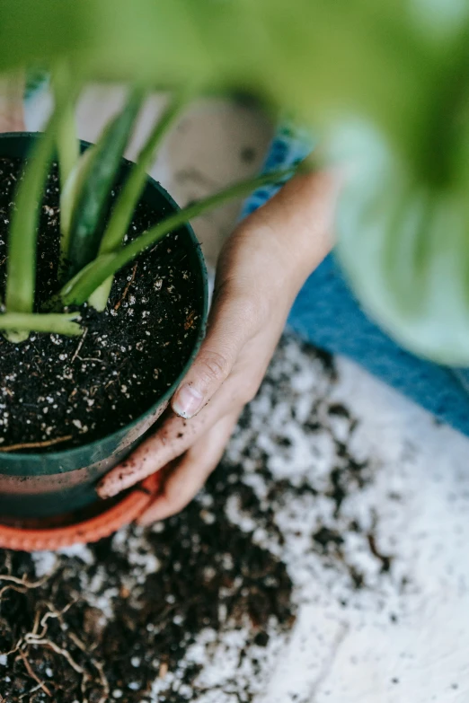 a person holding a pot with a plant in it, by Carey Morris, trending on unsplash, high angle close up shot, seasonal, better homes and gardens, ilustration