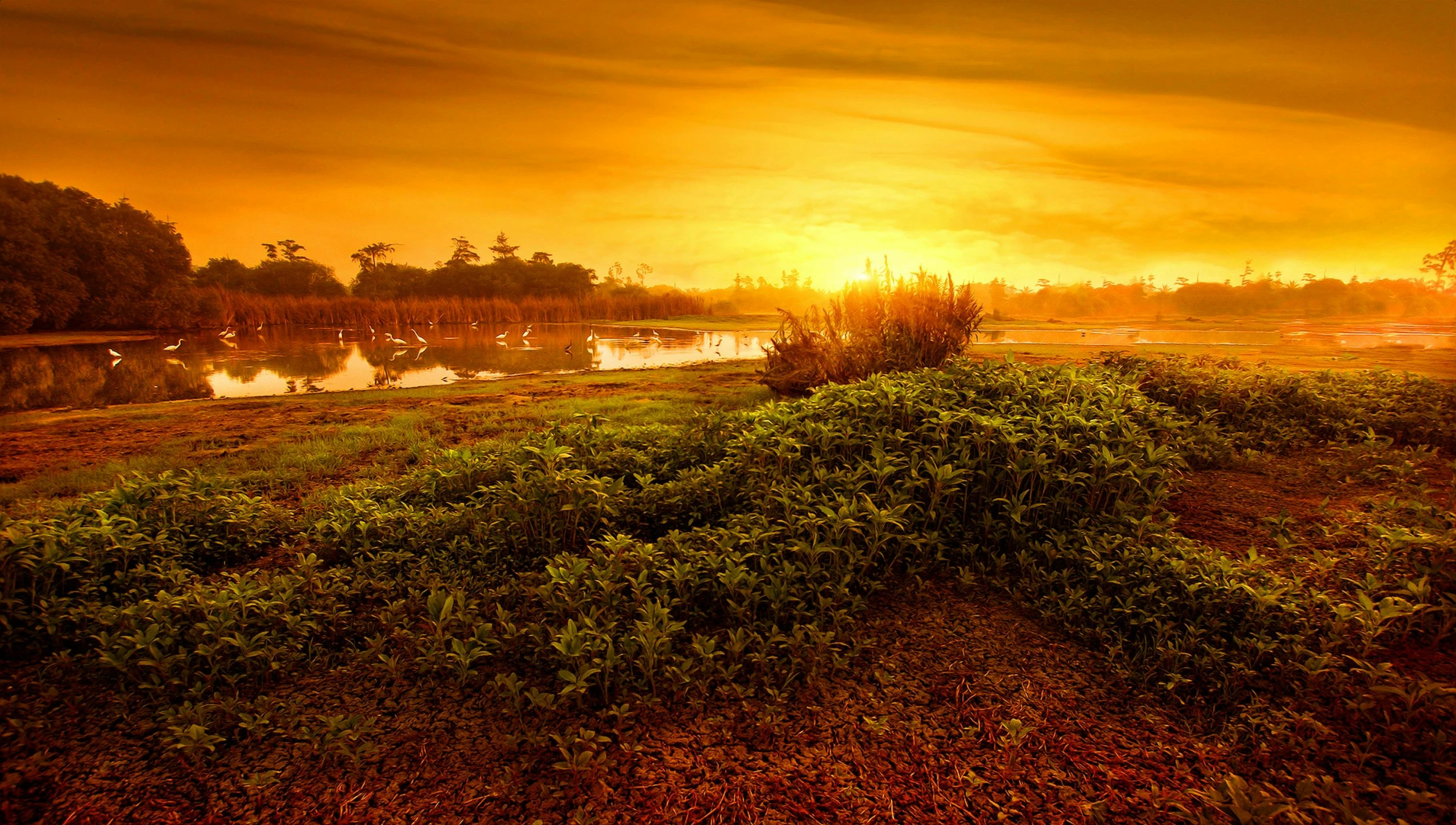 a grassy field next to a body of water, by Eglon van der Neer, pixabay contest winner, sumatraism, light orange mist, background: assam tea garden, golden glow, panoramic photography