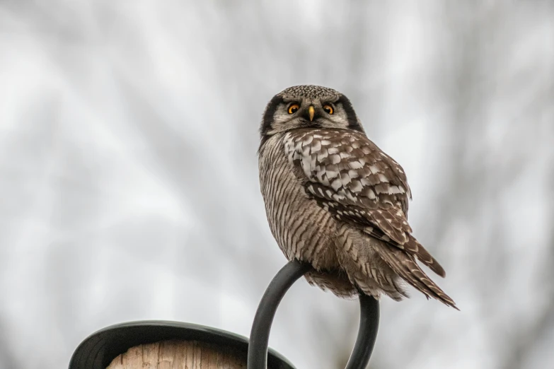 a small owl sitting on top of a metal pole, by Terese Nielsen, pexels contest winner, rounded beak, mixed animal, falcon, a cozy