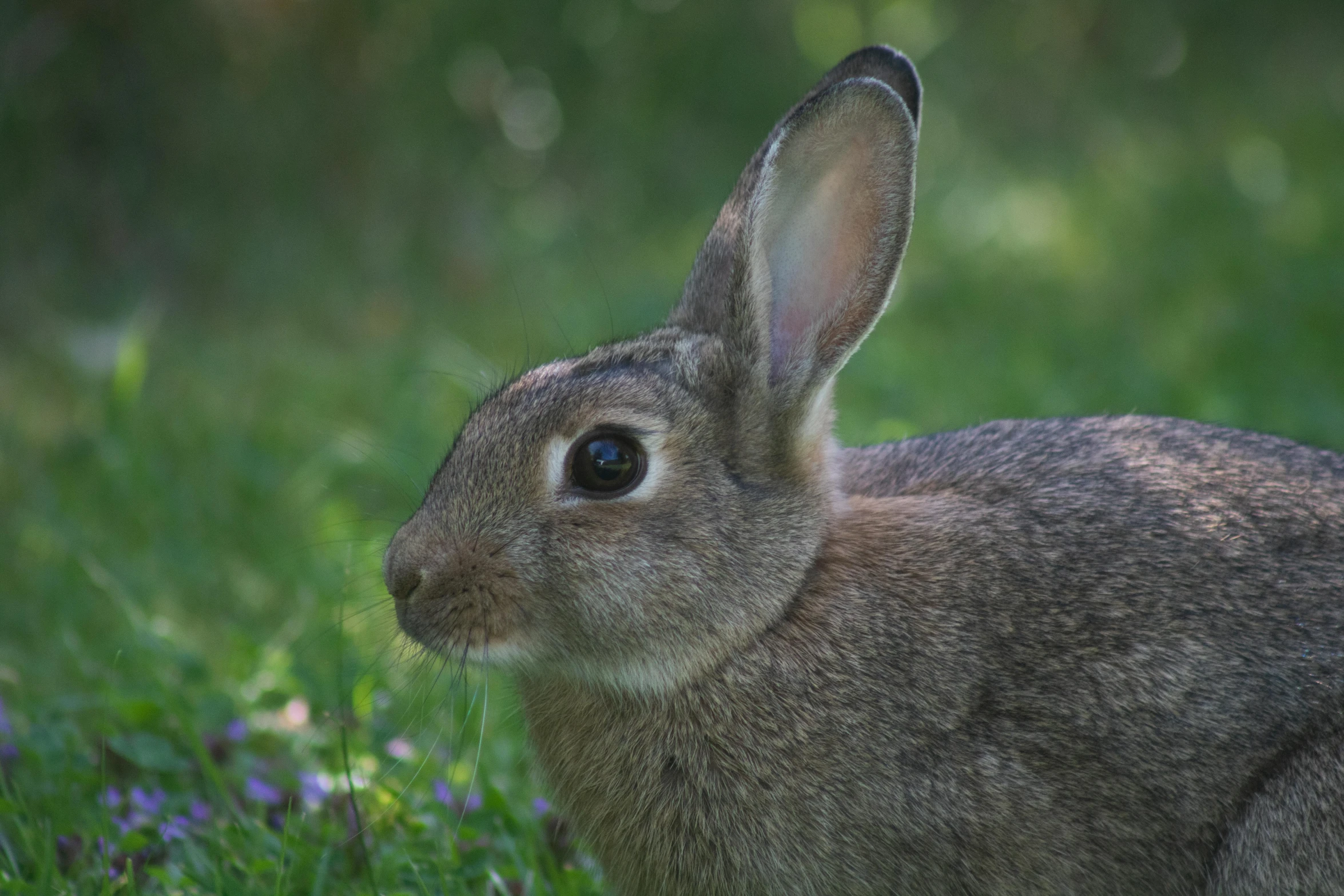 a rabbit that is sitting in the grass