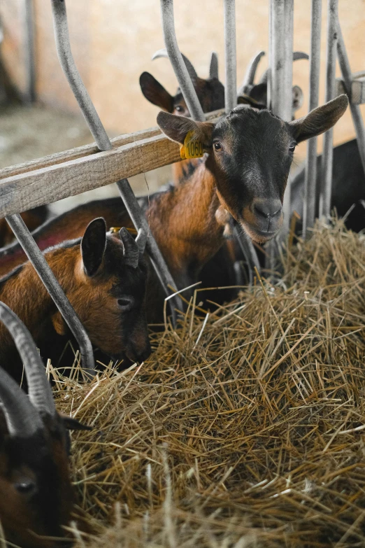 a herd of goats standing on top of a pile of hay, slide show, multiple stories, inside a barn, eating