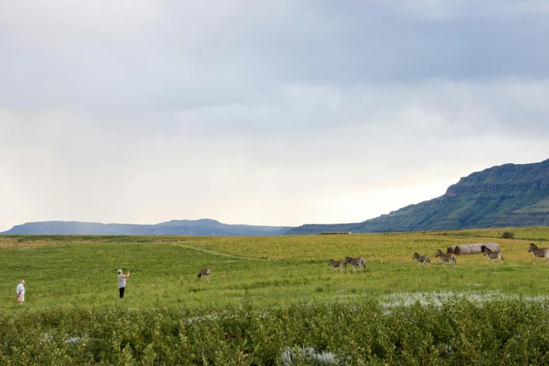 a group of people standing on top of a lush green field, by Jesper Knudsen, gerenuk, with mountains in the distance, grazing, anato finnstark and kelogsloops