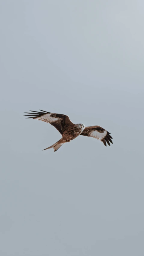 a bird that is flying in the sky, in scotland, high polygon, guide, museum quality photo