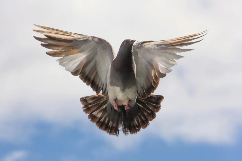 a pigeon that is flying in the air, by Jan Rustem, pexels contest winner, hurufiyya, huge symmetric wings, local close up, 2 0 2 2 photo, high resolution