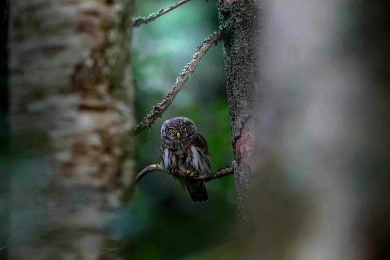 a small bird sitting on top of a tree branch, pexels contest winner, hurufiyya, very very small owl, in deep forest hungle, paul barson, national geographic photo