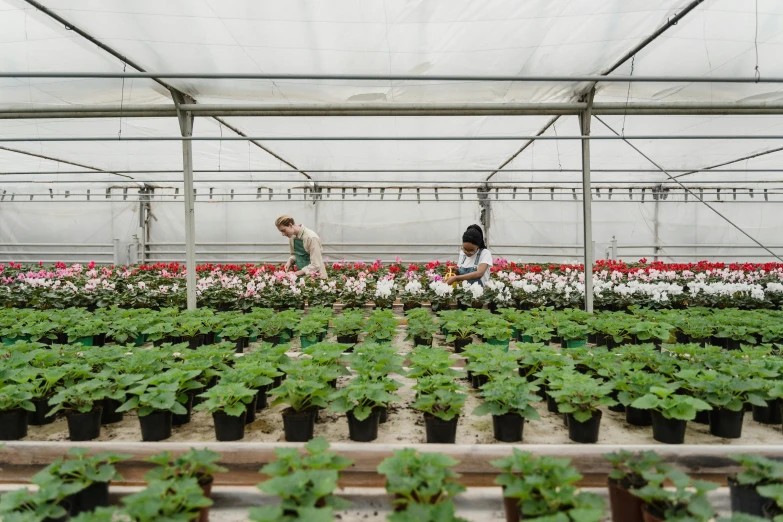 a greenhouse filled with lots of potted plants, a portrait, unsplash, process art, lots of cotton plants, in a row, picking up a flower, john pawson