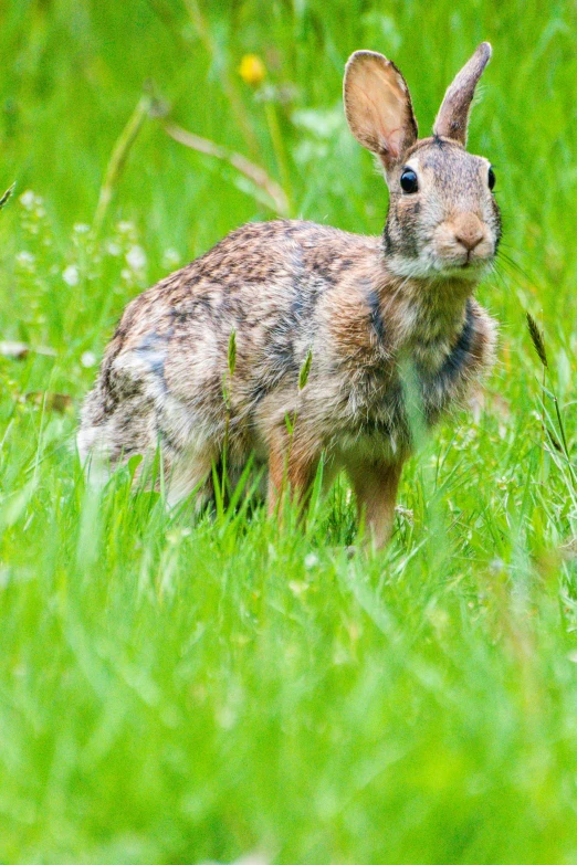 a rabbit that is standing in the grass