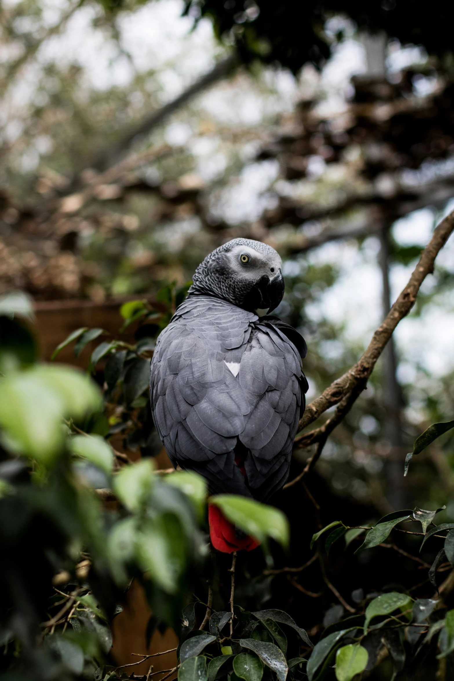 a bird sitting on top of a tree branch, in the zoo exhibit, dressed in a gray, photographed for reuters, amazonian