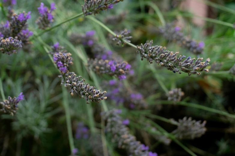 a close up of a bunch of purple flowers, by David Simpson, unsplash, lavender plants, 🦩🪐🐞👩🏻🦳, avatar image, grey mist