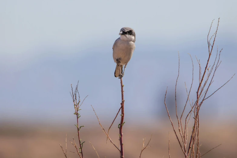 a small bird sitting on top of a tree branch, on the desert, grey, standing straight, stretch