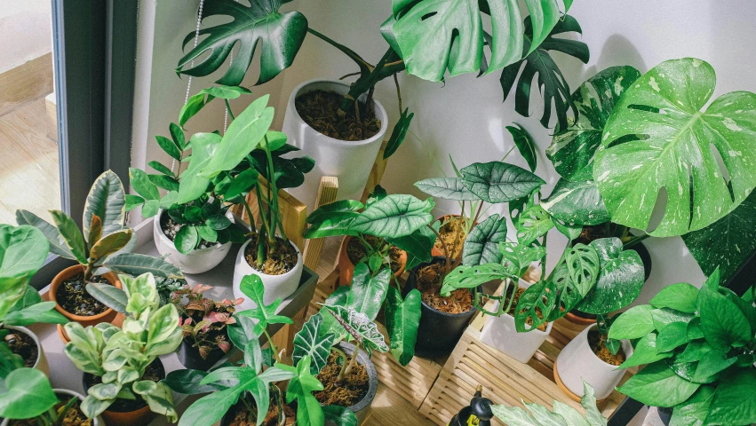 a group of potted plants sitting on top of a wooden table, trending on unsplash, big leaves foliage and stems, lush green, wide high angle view, vivarium