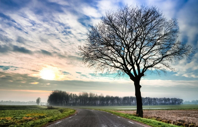 a lone tree sitting on the side of a road, pexels contest winner, natural morning light, northern france, no cropping, bare trees