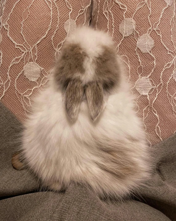 a fluffy rabbit sitting on top of a couch, wavy hair spread out, facing away from the camera, covered in