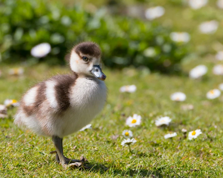 a duck that is standing in the grass, an album cover, pexels contest winner, hurufiyya, cute goose, immature, faroe, flowers around