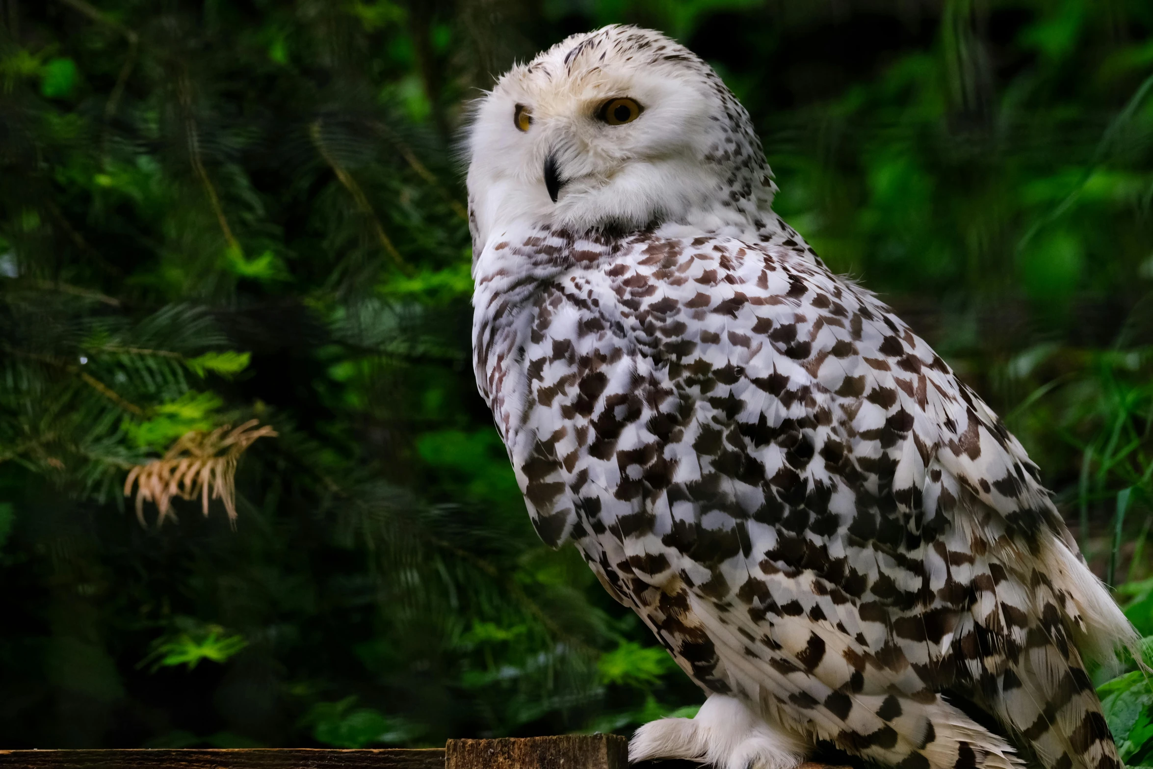 a white owl sitting on top of a tree stump, inspired by Robert Bateman, pexels contest winner, hurufiyya, white freckles, 🦩🪐🐞👩🏻🦳, fluffy tail, mixture between an! owl and wolf