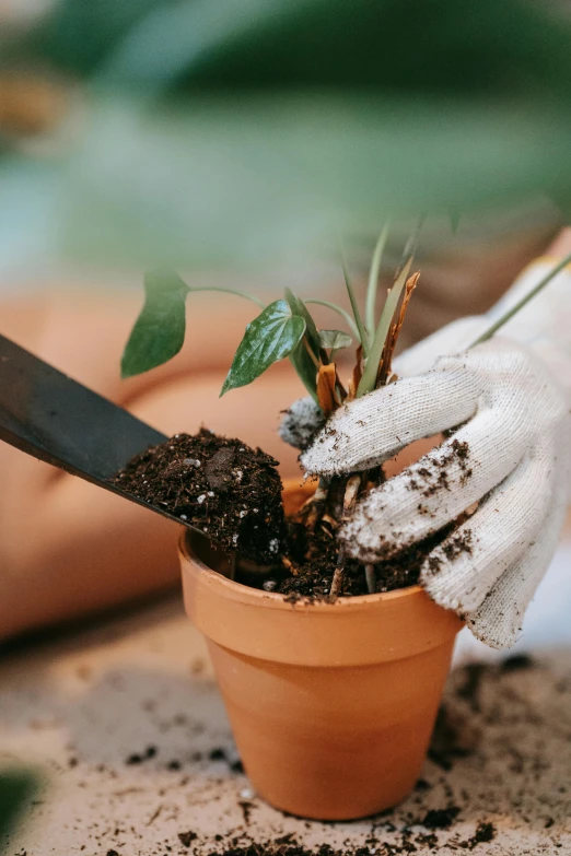 a close up of a person holding a plant in a pot, using a spade, creating a soft, brown, professional