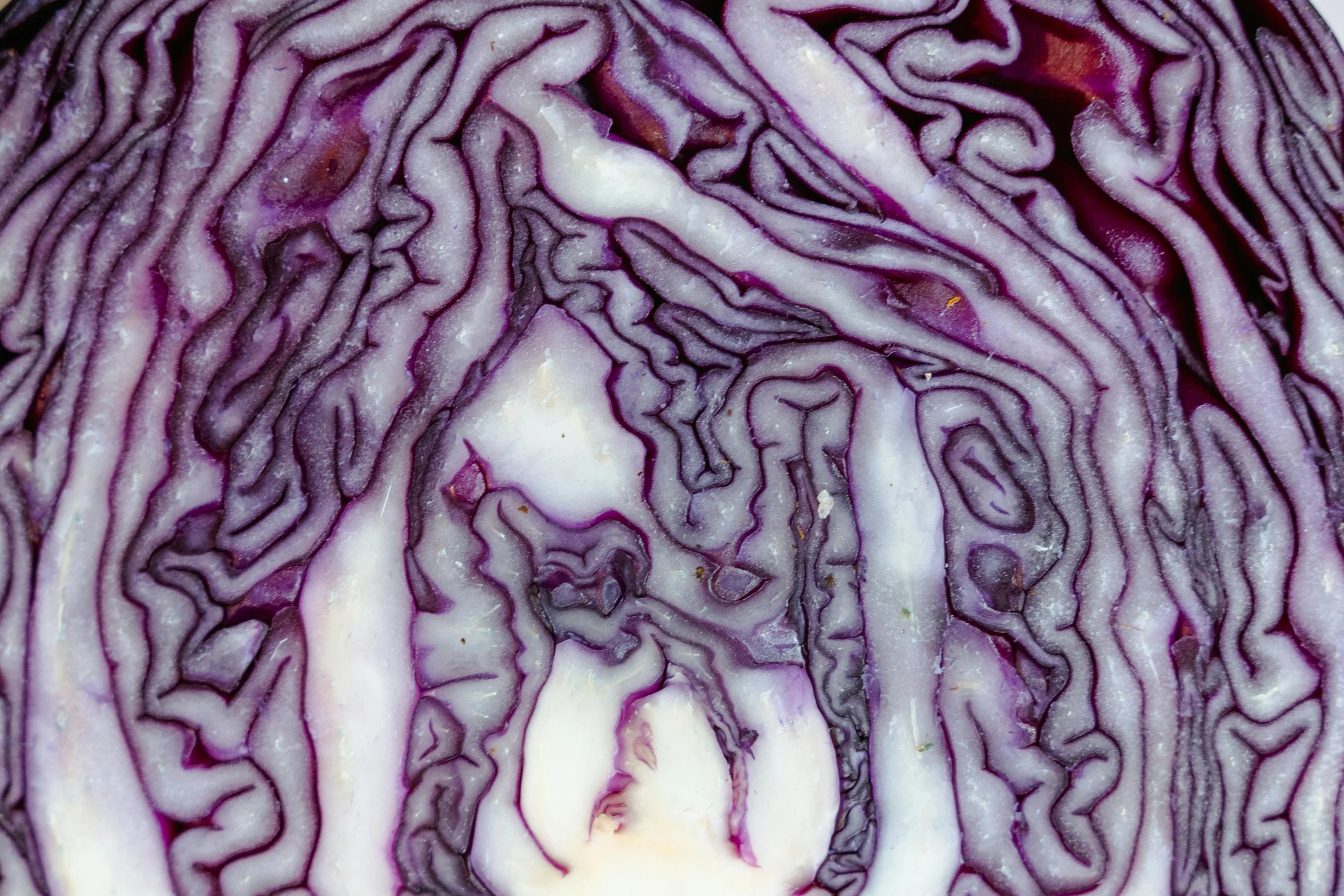 a close up of a red cabbage cut in half, by Carey Morris, marbled swirls, portrait image, top - down photograph, ilustration