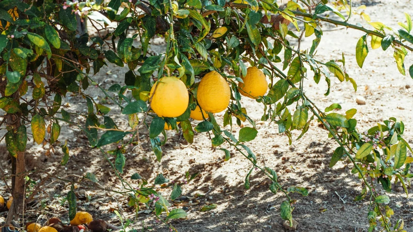 a bunch of oranges hanging from a tree, lemons on the ground, arrendajo in avila pinewood, full res, lourmarin