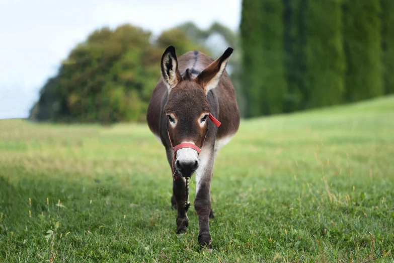 a donkey standing on top of a lush green field, walking towards the camera, of augean stables, profile image