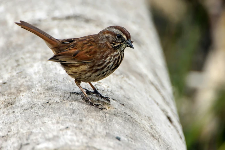 a small brown bird standing on top of a log, pexels contest winner, walking to the right, chocolate, mid 2 0's female, swarming with insects