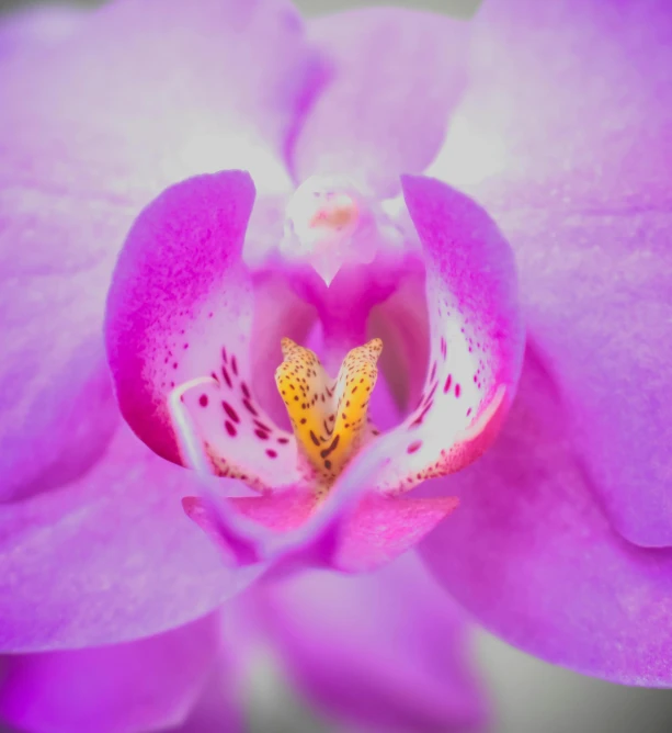 a close up of a purple flower with a yellow center, a macro photograph, by Sven Erixson, unsplash, art photography, orchid, soft light 4 k in pink, today\'s featured photograph 4k, hyperrealistic symmetrical 8k