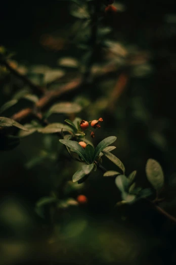 a close up of leaves and berries on a tree, an album cover, inspired by Elsa Bleda, unsplash contest winner, hurufiyya, in a dark forest low light, tiny insects, lostus flowers, orange plants