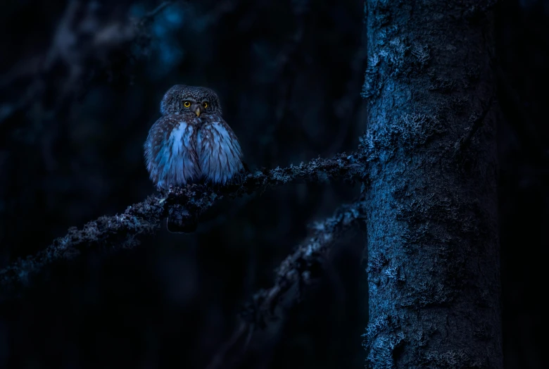 a small owl sitting on top of a tree branch, by Jesper Knudsen, unsplash contest winner, hurufiyya, night forest, tense look, blue, mikko lagerstedt