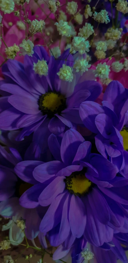 a bunch of purple flowers sitting on top of a table, a picture, up-close, bright vivid color hues:1, detail shot, mediumslateblue flowers