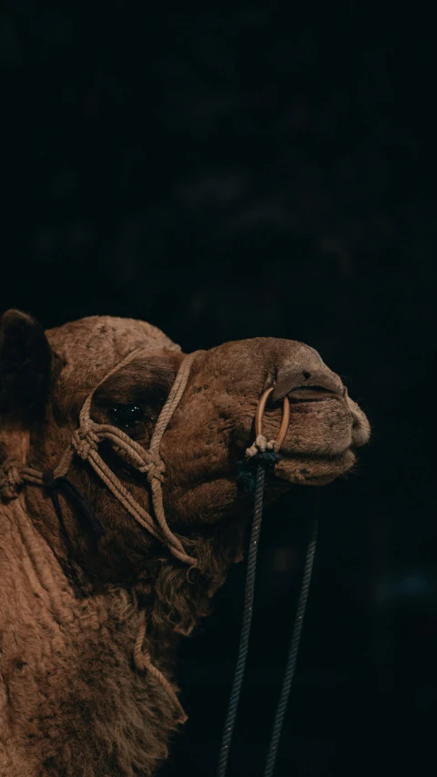 a man riding on the back of a camel, unsplash contest winner, renaissance, with a black dark background, wrinkly, muted brown, face covered in dirt