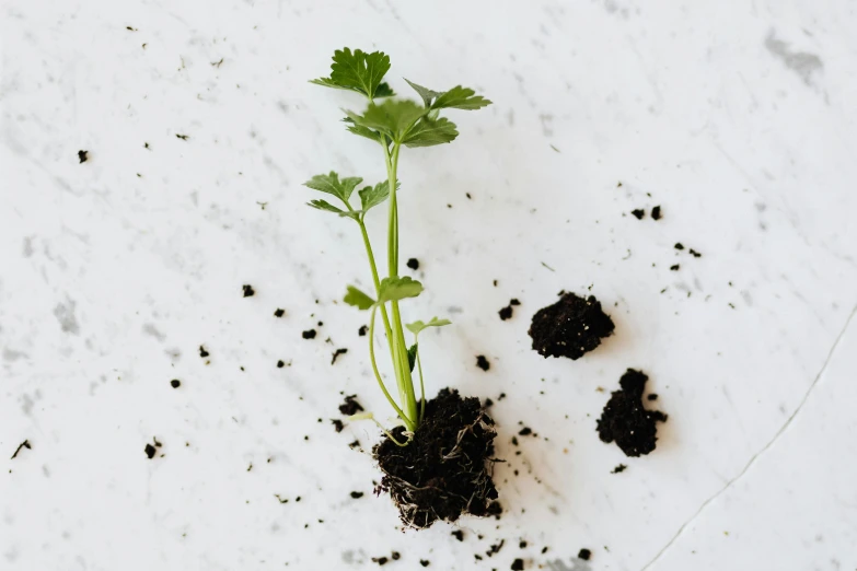 a small plant sprouting out of the ground, inspired by Grillo Demo, unsplash, happening, on grey background, verbena, birdseye view, miniature product photo