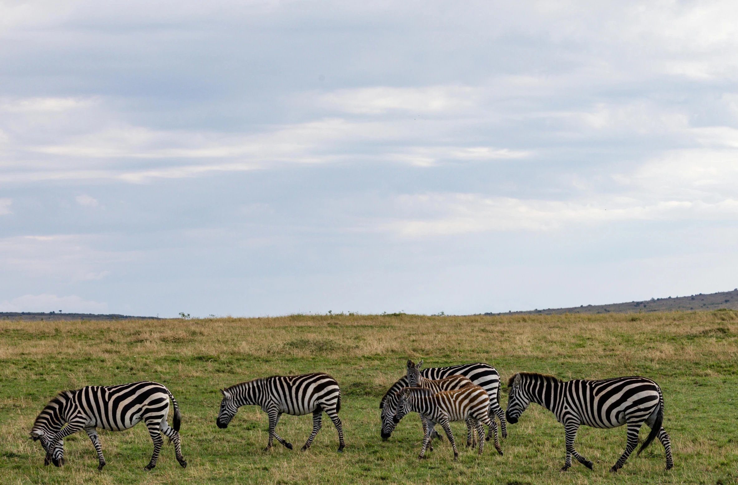 a herd of zebra standing on top of a lush green field, slide show, fan favorite, unmistakably kenyan, minimalist