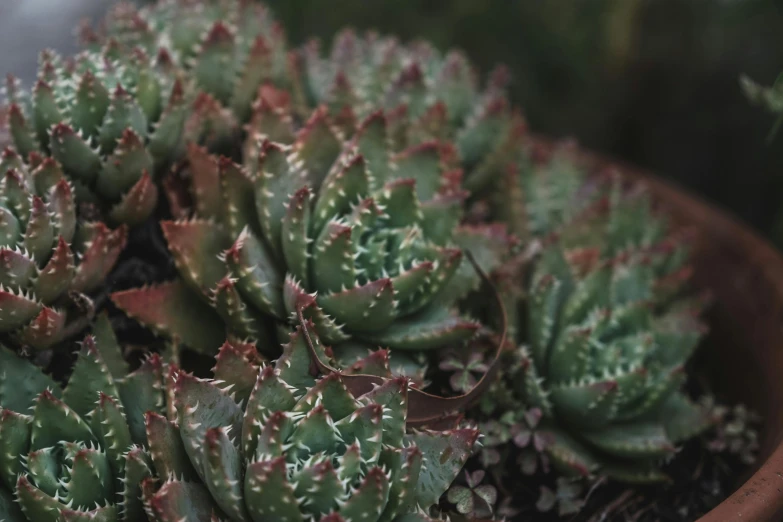 a close up of a plant in a pot, spikey rocks, green and red plants, muted green, no cropping