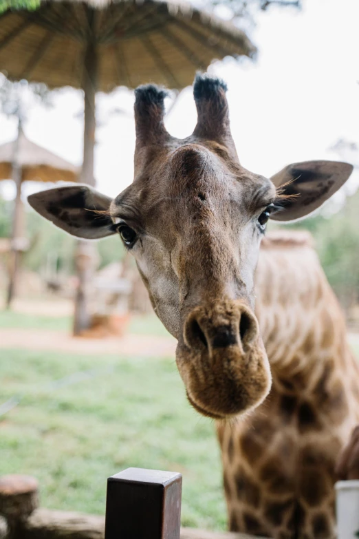 a giraffe standing next to a wooden fence, smirking at the camera, up-close, neck zoomed in, cheesy