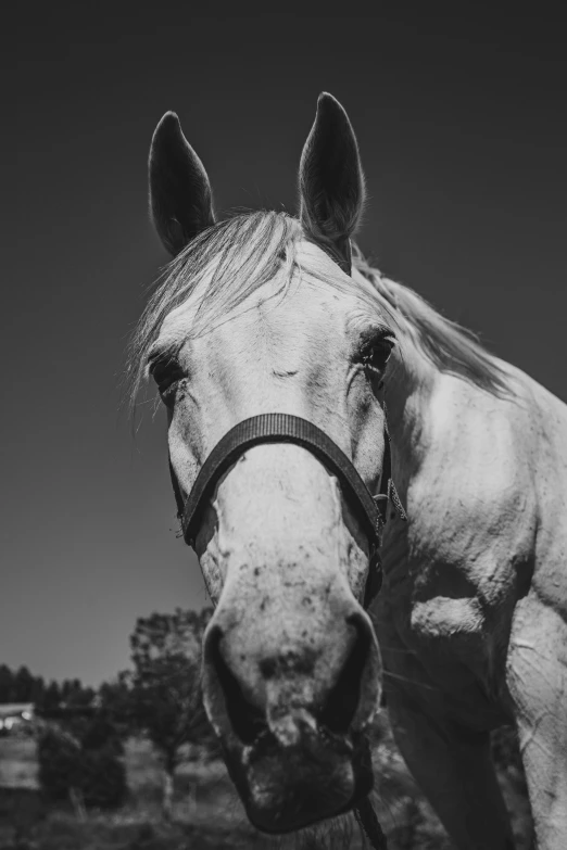 a black and white photo of a white horse, pexels contest winner, square nose, various posed, front on