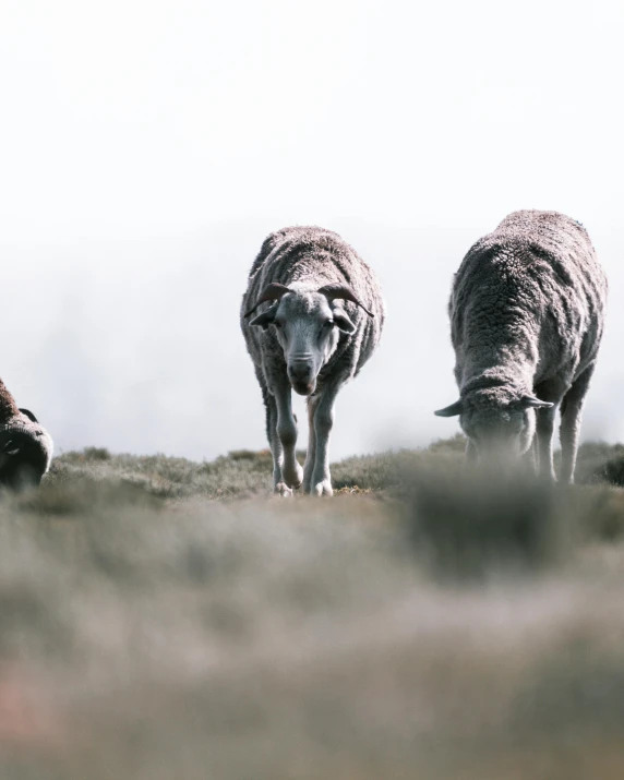 a herd of sheep standing on top of a grass covered hillside, pexels contest winner, romanticism, grey colours, three animals, australian, walking away from camera