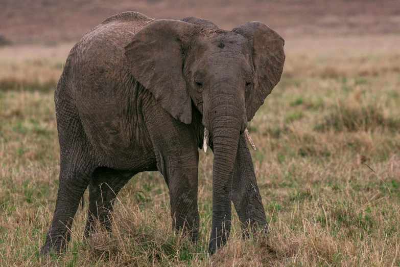 an elephant that is standing in the grass, a portrait, by Will Ellis, hurufiyya, fan favorite, travel, high-resolution, postprocessed