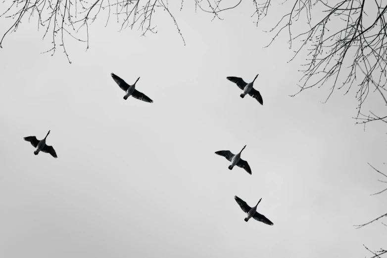 a flock of birds flying through a cloudy sky, a black and white photo, by Gusztáv Kelety, pexels contest winner, canada goose, 1024x1024, on trees, four wings