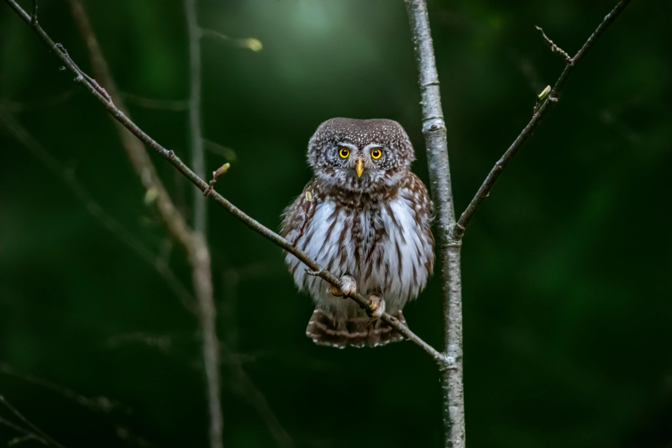 a small owl sitting on top of a tree branch, pexels contest winner, hurufiyya, paul barson, grey, indonesia national geographic, postprocessed