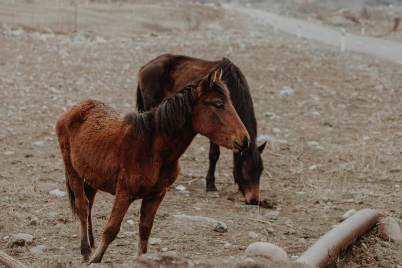 a couple of horses that are standing in the dirt, pexels contest winner, 🦩🪐🐞👩🏻🦳, mustang, unsplash 4k, roaming the colony